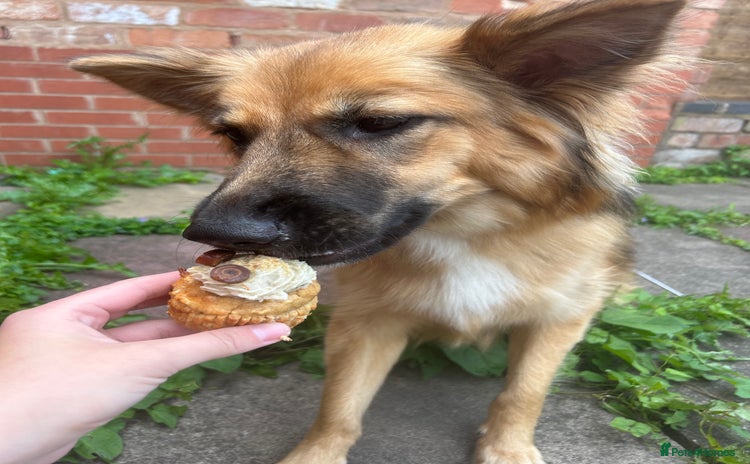 Mixed Breed dogs - Advert 19