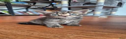 Mixed Breed cats for sale: Four playful kittens for sale - Advert 20