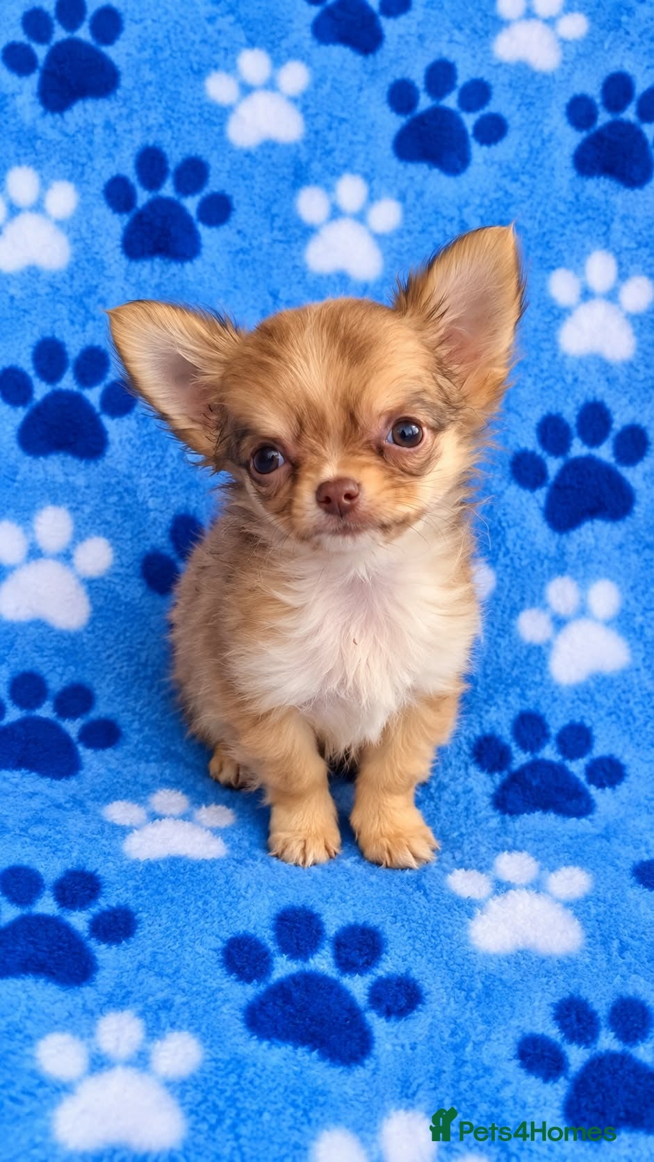 Chihuahua dogs Long haired chihuahua puppies  - Advert 21