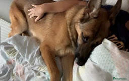 German Shepherd dogs for sale: 10 month old German shepherd male - Image 3