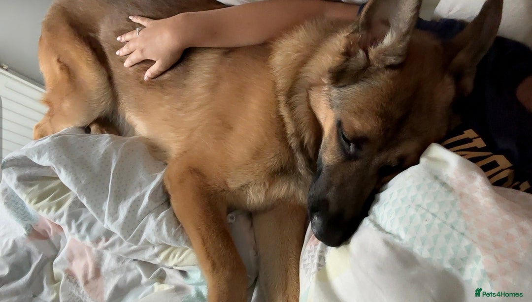 German Shepherd dogs for sale: 10 month old German shepherd male - Image 3
