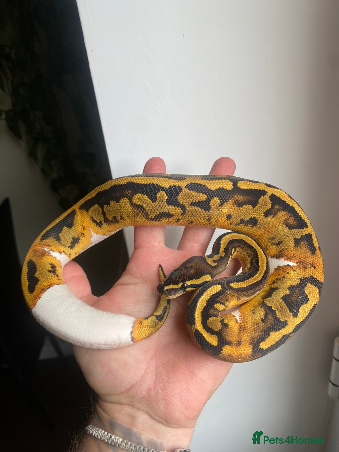Python Snake reptiles for sale: 0.1 YB Pied 100% Het Hypo & 1.0 Pied Het Hypo - Image 6