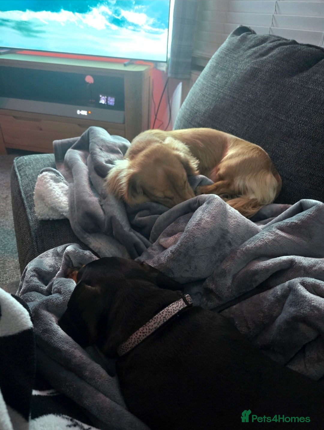 Dachshund dogs for sale: Long Haired Cream Dachshund - Advert 4