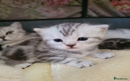 British Shorthair cats for sale: British Shorthair Silver Tabby  - Image 10