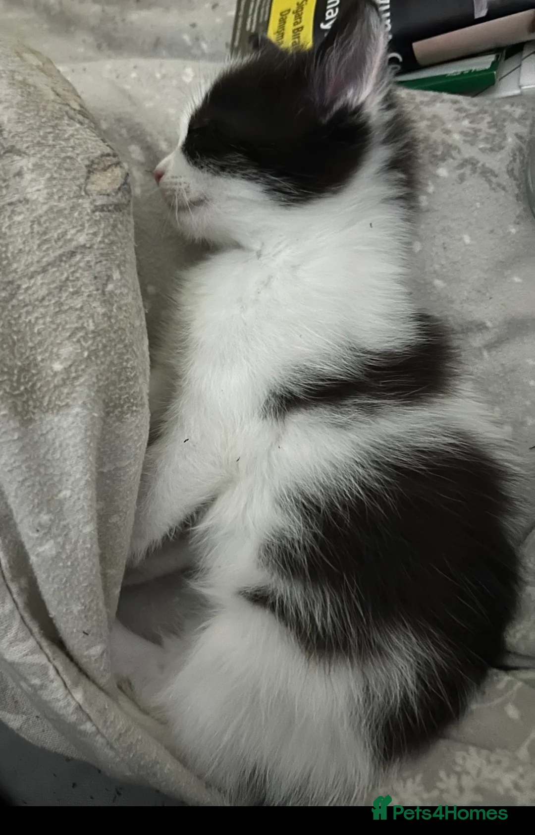 Mixed Breed cats for sale: 4 half ragdoll kittens  - Advert 6