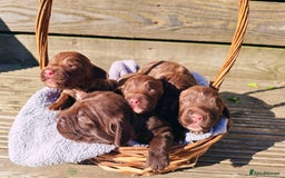 Sprocker dogs for sale: Adorable, well-socialised Sprocker Spaniel puppies - Image 3