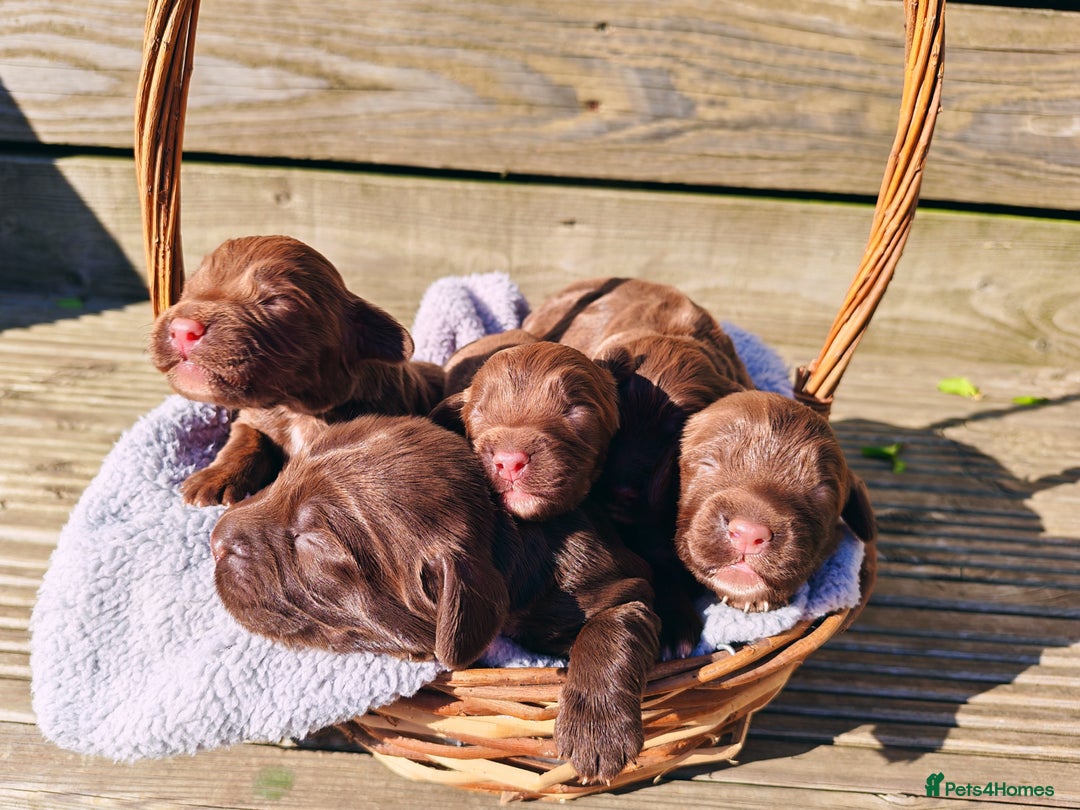 Sprocker dogs for sale: Adorable, well-socialised Sprocker Spaniel puppies - Image 3