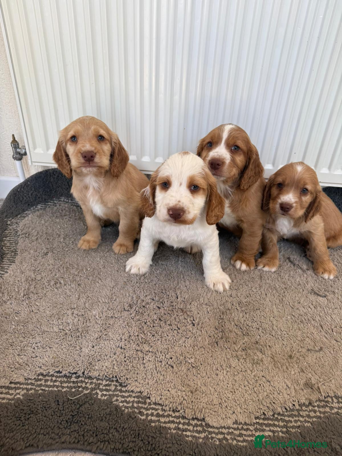 Cocker Spaniel dogs Beautiful cocker spaniel puppies for sale boys  - Advert 1