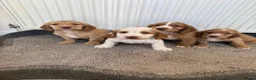 Cocker Spaniel dogs for sale: Beautiful cocker spaniel puppies for sale boys  - Advert 1