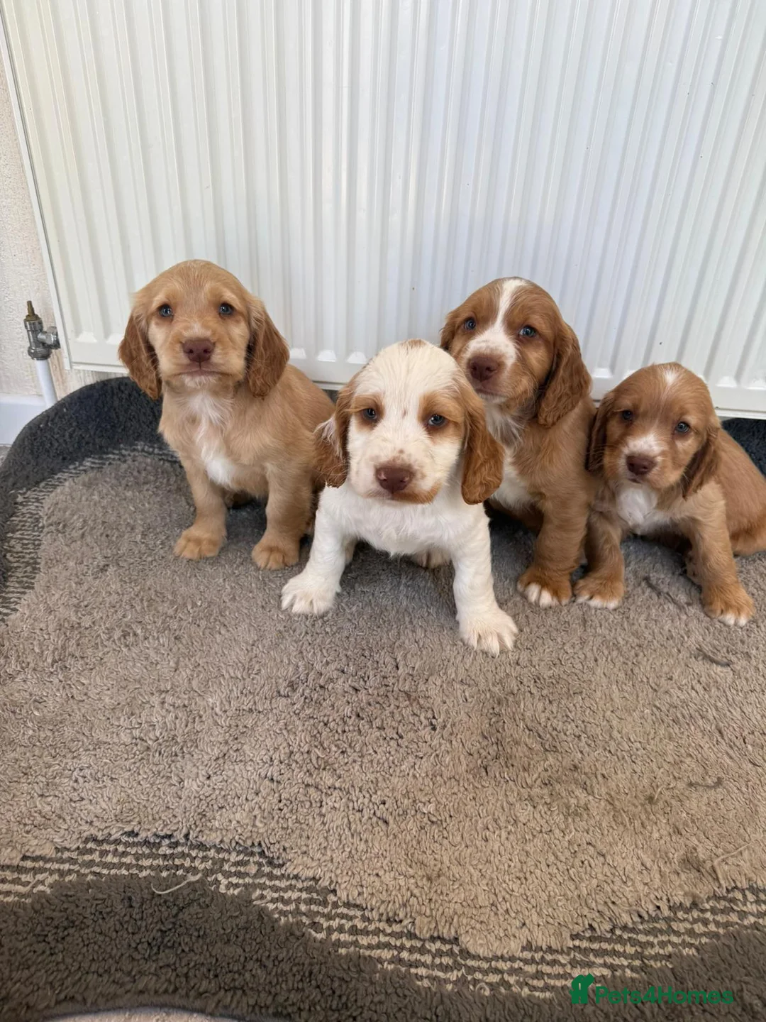 Cocker Spaniel dogs for sale: Beautiful cocker spaniel puppies for sale boys  - Advert 1