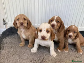Cocker Spaniel dogs Beautiful cocker spaniel puppies for sale boys - Advert 1
