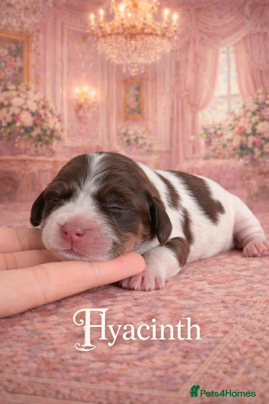 Cocker Spaniel dogs for sale: TRUE TO TYPE SHOW COCKER SPANIELS - Advert 12