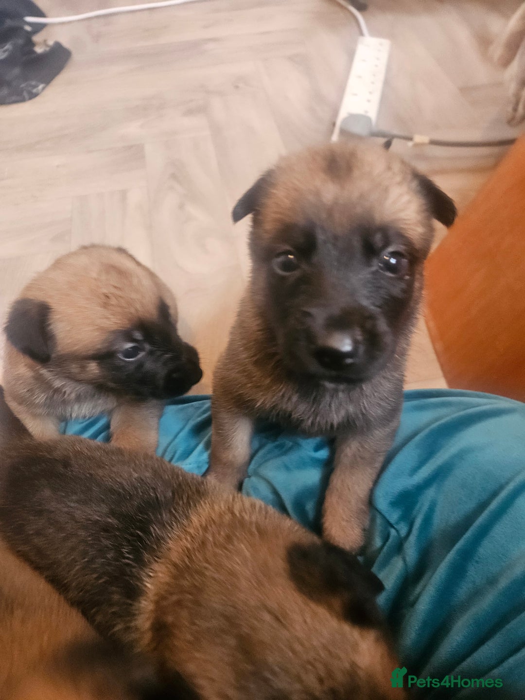 Belgian Shepherd Dog dogs for sale: Belgium Malinos shepard puppys - Image 4