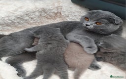 Scottish Fold cats for sale: Top Pedigree Scottish Fold boy (TICA reg) - Image 4