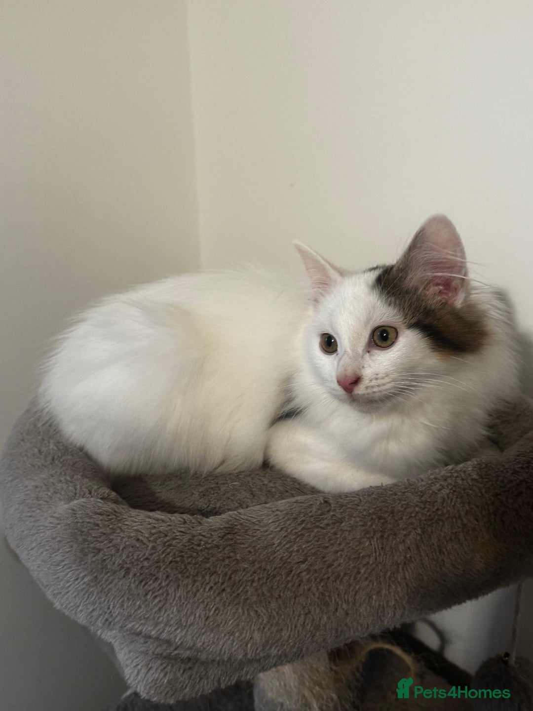 Ragdoll cats for sale: Beautiful Ragdoll Kitten - Advert 10