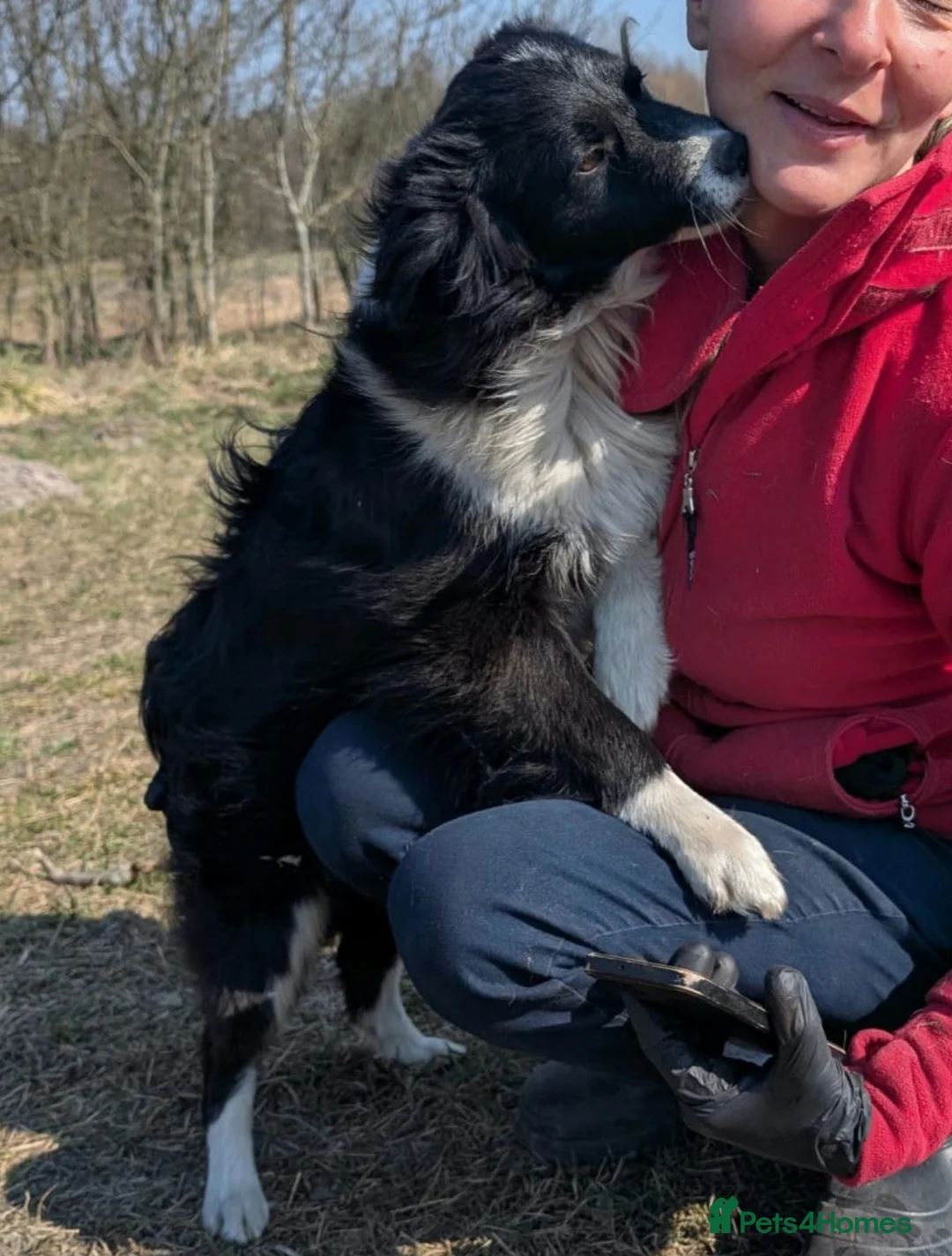 Border Collie dogs for adoption: 🐾 MAX – Border Collie - Advert 3