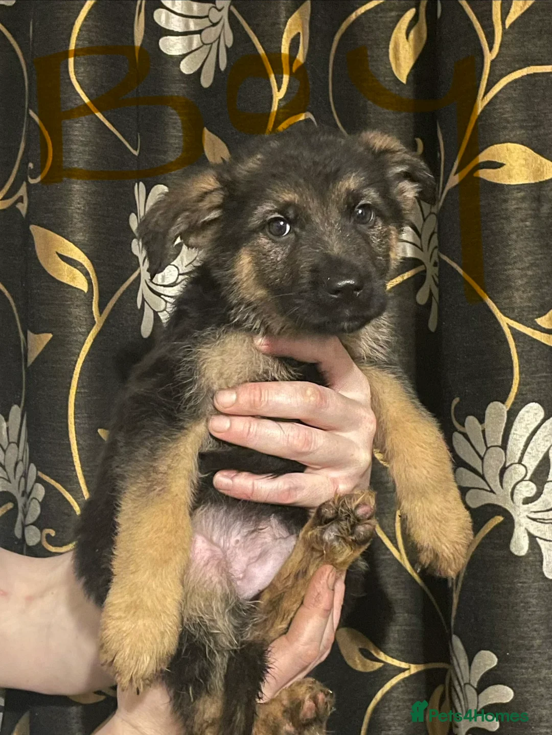 German Shepherd dogs for sale: German shepherd puppies ready now  in Sheffield - Advert 11