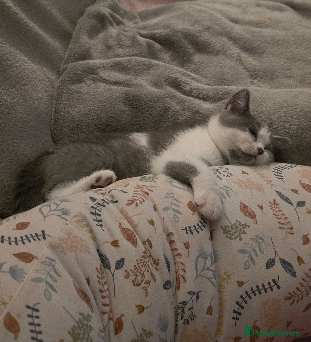 British Shorthair cats for sale: Pure British Shorthair Kitten - Image 4