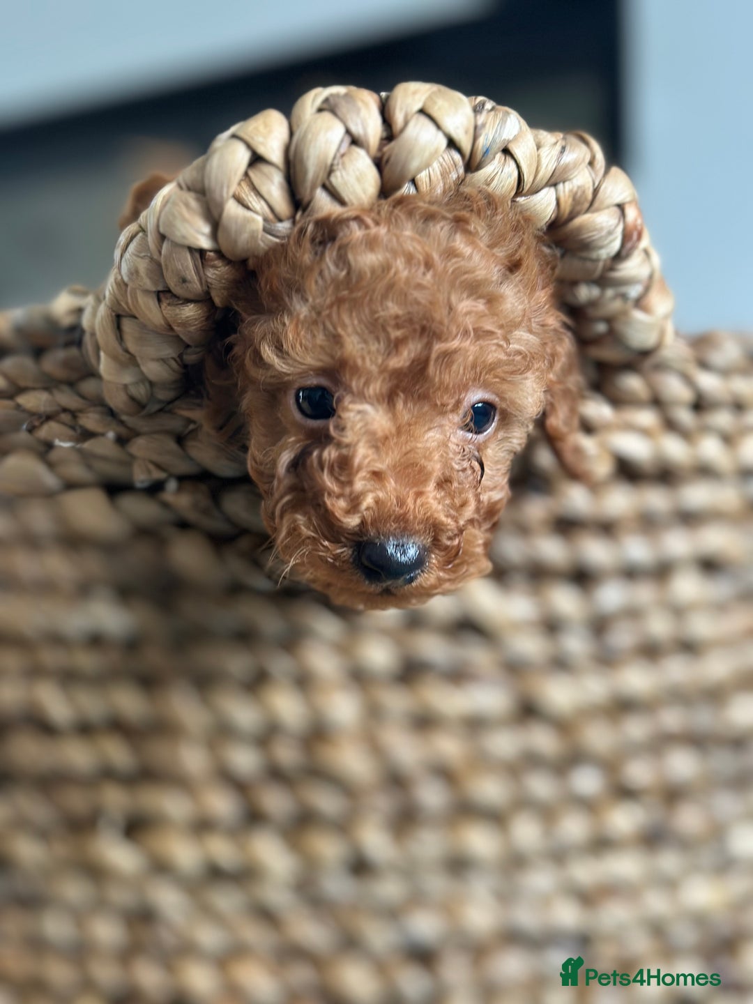Miniature Poodle dogs for sale: 🐾 Beautiful KC 🦊 Red Miniature Poodle Puppies 🐾 - Image 34
