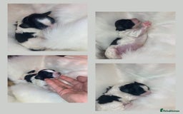 Shihpoo dogs for sale: 5 star rated Toy shihpoo puppies - Image 23