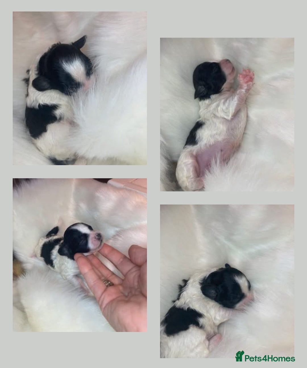 Shihpoo dogs for sale: 5 star rated Toy shihpoo puppies - Image 23