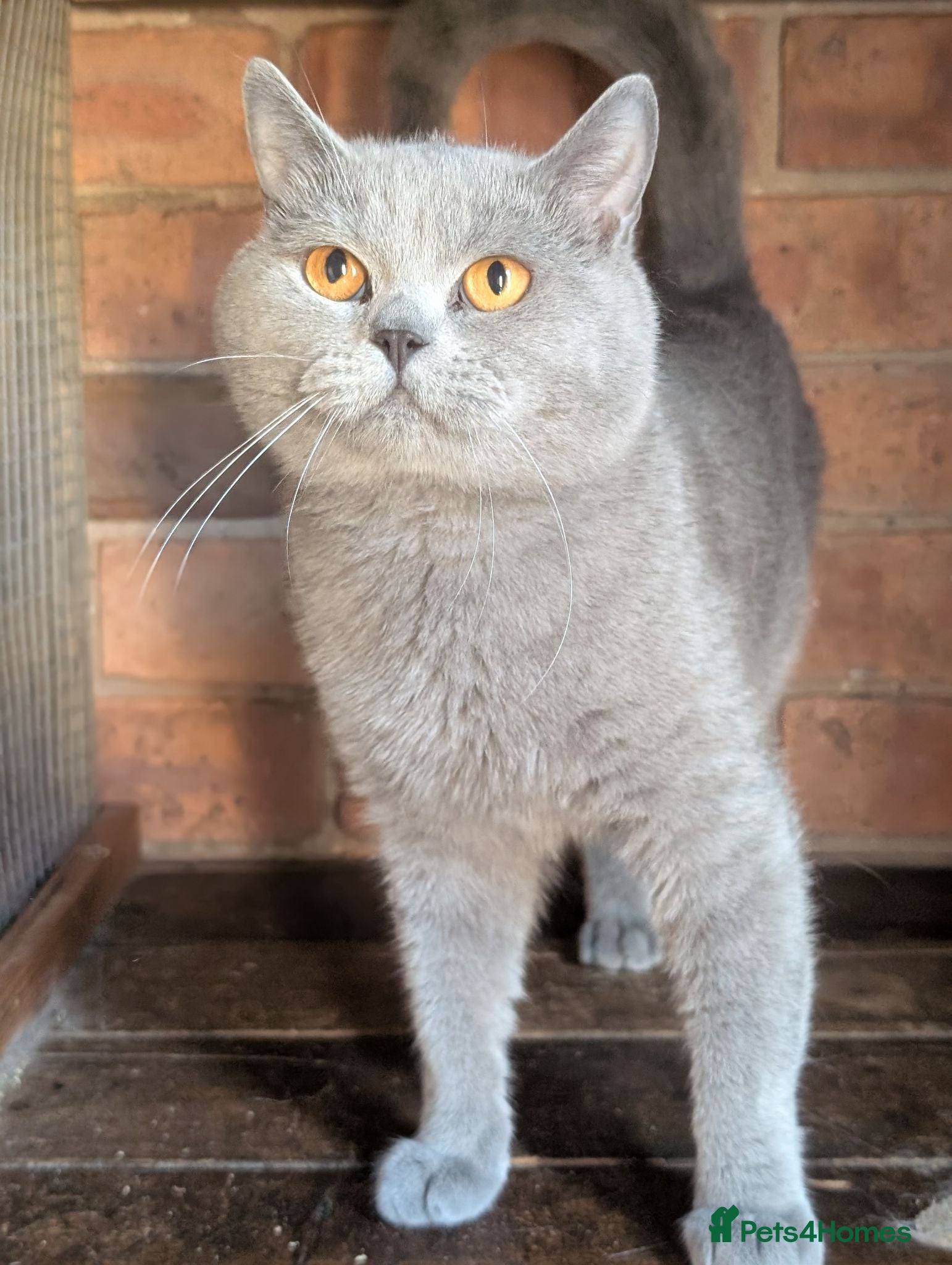 British Shorthair cats Active GCCF proven British Shorthair Male - Advert 11