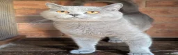 British Shorthair cats for sale: Active GCCF proven British Shorthair Male - Advert 1