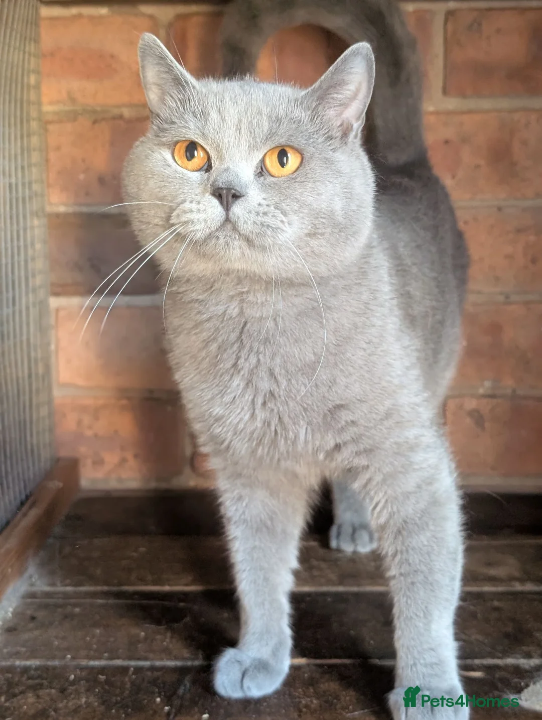 British Shorthair cats for sale: Active GCCF proven British Shorthair Male - Advert 1