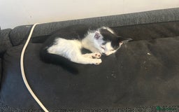 Mixed Breed cats for sale: ⭐️⭐️ 2 Males & 1 female mixed breed Kittens!!⭐️⭐️ - Image 11