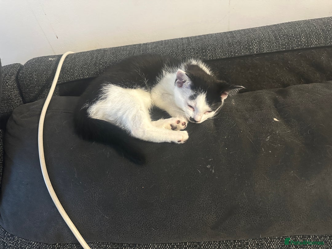 Mixed Breed cats for sale: ⭐️⭐️ 2 Males & 1 female mixed breed Kittens!!⭐️⭐️ - Image 11