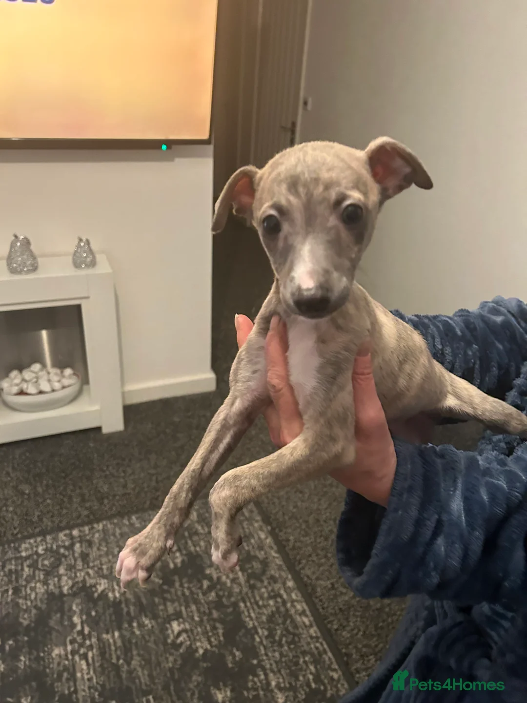 Mixed Breed dogs for sale: Beautiful Italian Greyhounds last little boy  - Advert 4