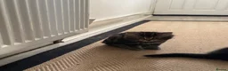 Mixed Breed cats for sale: 2 tabby kittens for sale in Addlestone - Advert 3