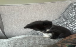 Mixed Breed cats for sale: 3 x black and white kittens available  - Image 9