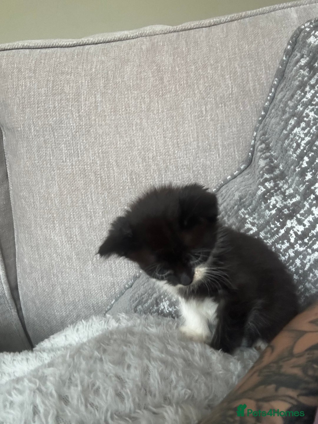 Mixed Breed cats for sale: 3 x black and white kittens available  - Image 9