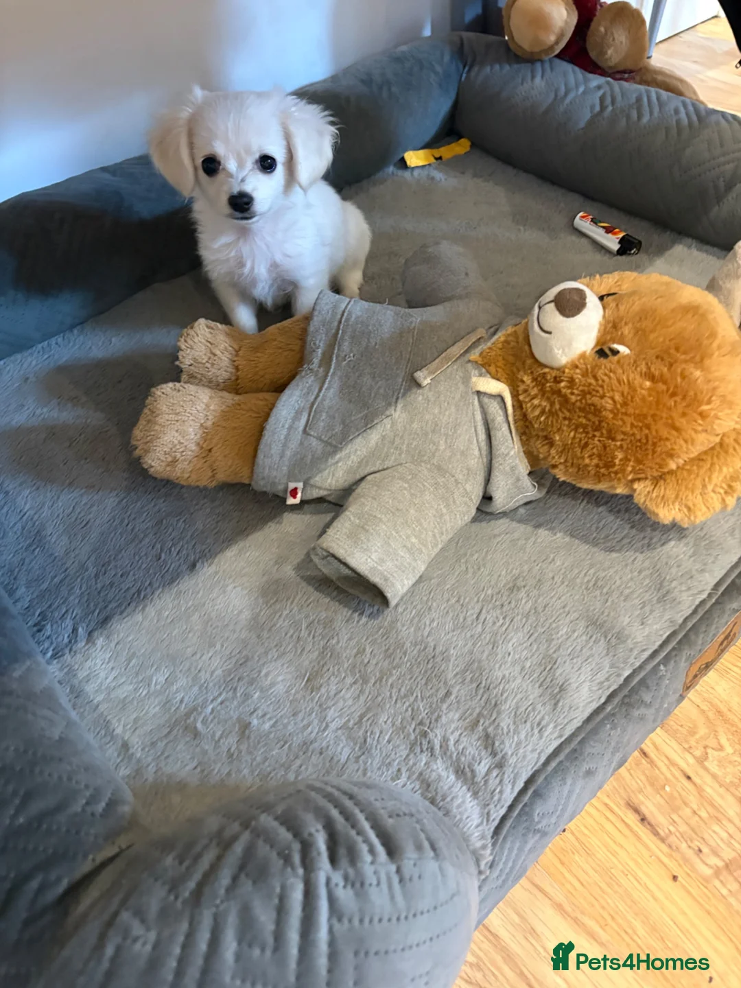 Bichon Frise dogs for sale: Bishop Frise  - Advert 2
