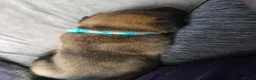 Belgian Shepherd Dog dogs for sale: Belgian Malinois Puppies For Sale. - Advert 5