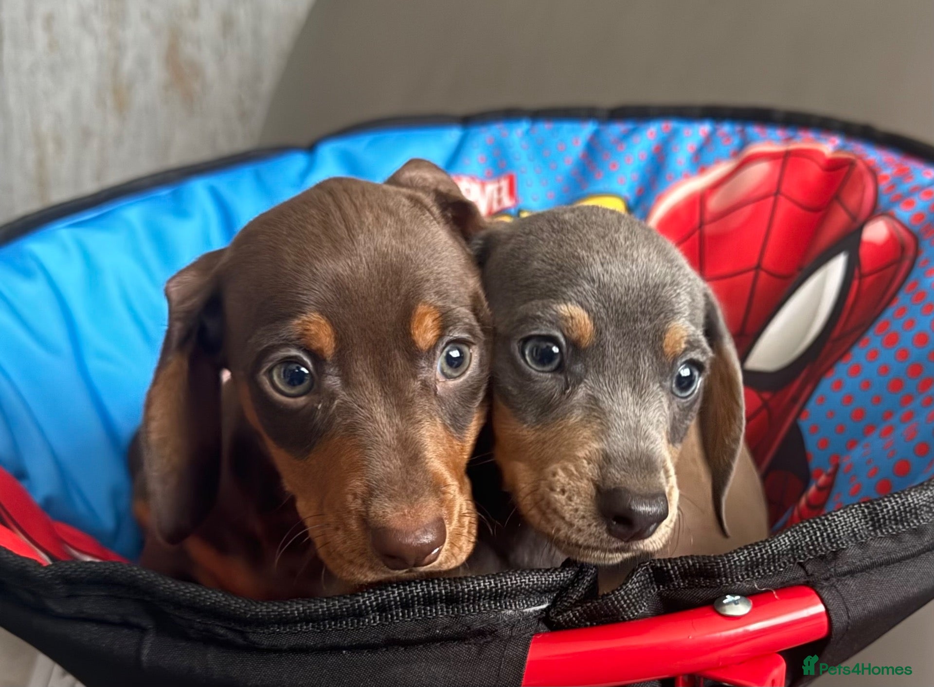 Dachshund dogs Beautiful Dachshund puppies  - Advert 2