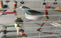 Budgerigars birds for sale: Budgies  - Image 3
