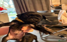 Pug dogs for sale: Beautiful pug puppies - Image 3