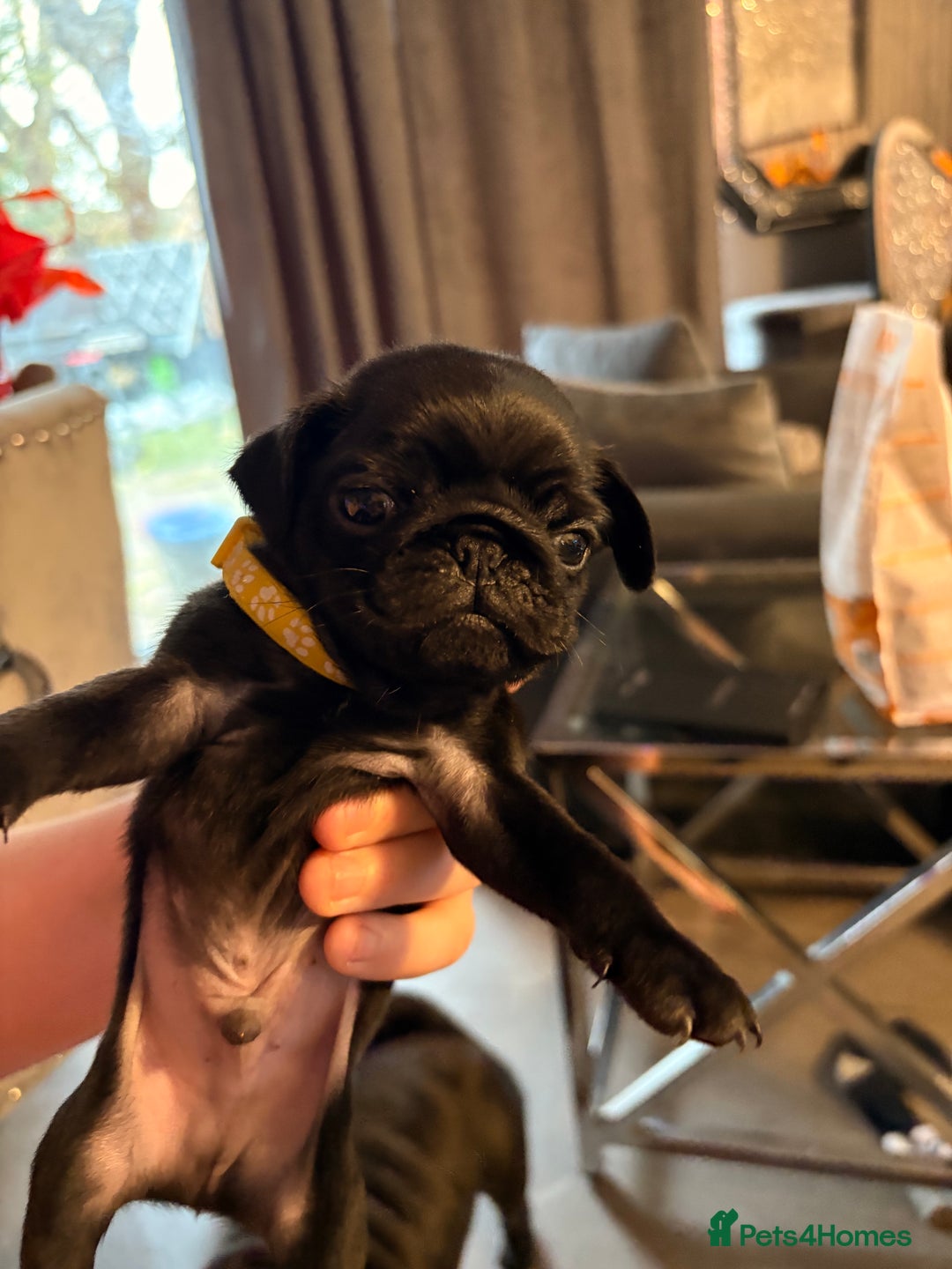 Pug dogs for sale: Beautiful pug puppies - Image 3