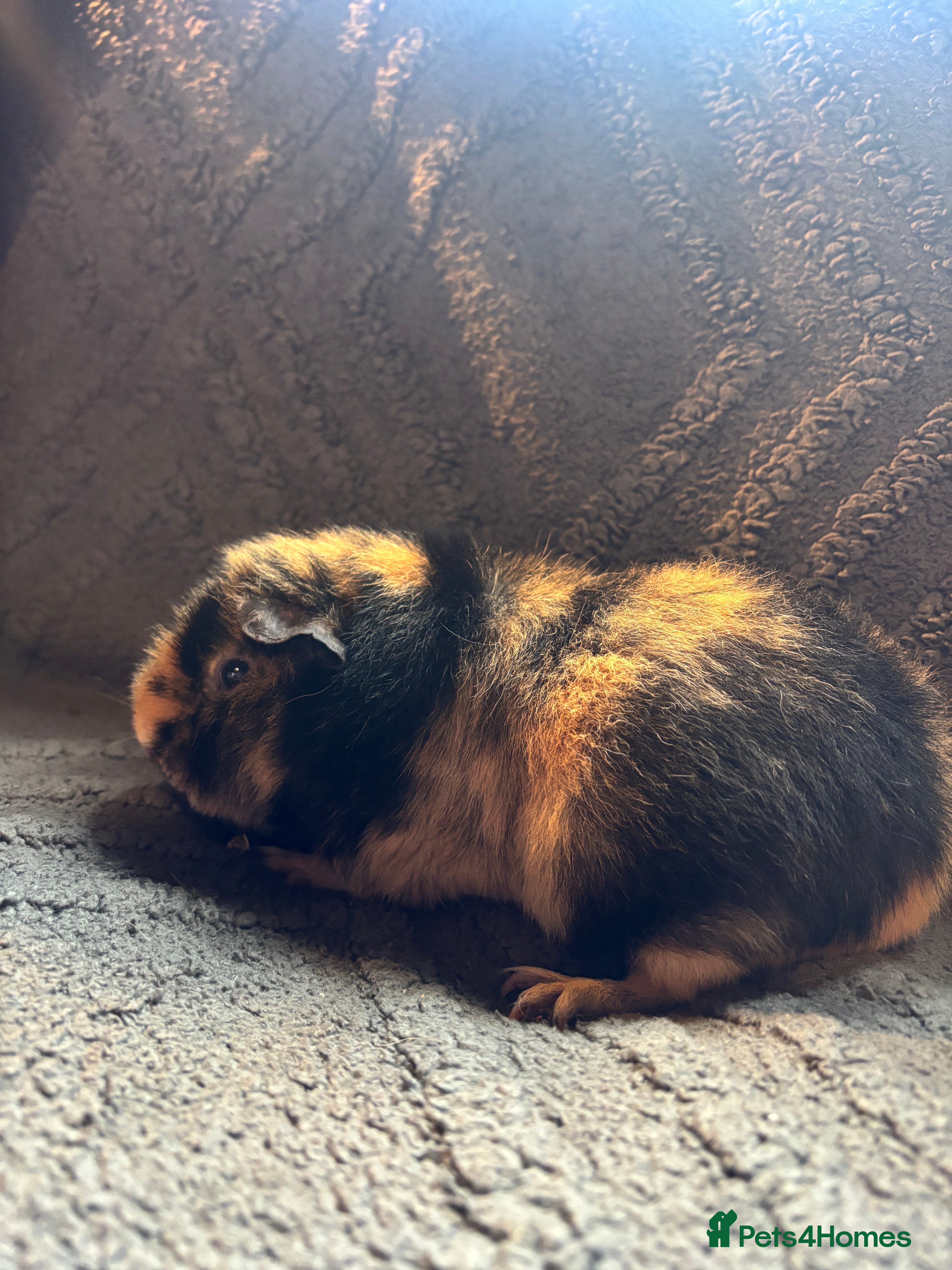 Guinea Pig rodents Breeding trio of teddys  - Advert 17