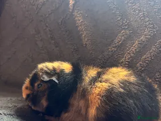 Guinea Pig rodents Breeding trio of teddys - Advert 17