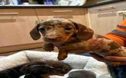 Miniature Dachshund dogs for sale: Stunning rainbow litter mini dachshunds - Advert 14