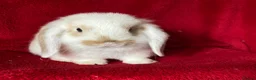 Mini Lop rabbits for sale: Beautiful Pure Mini Lop Rabbits  - Advert 3