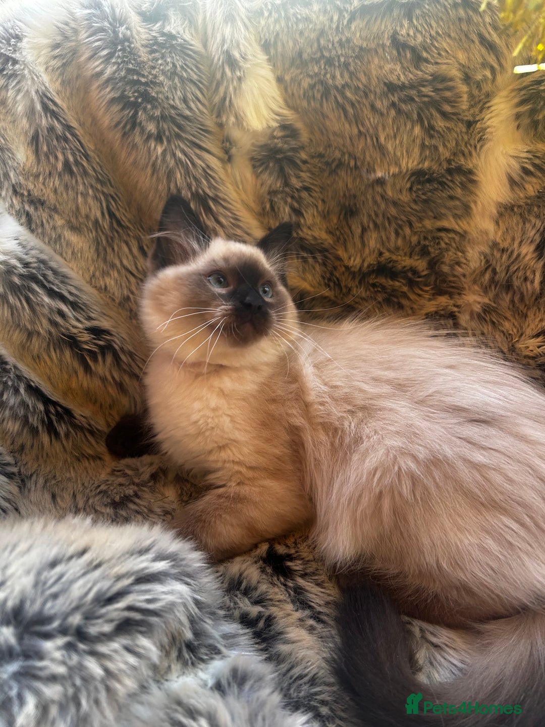 Ragdoll cats for sale: 5 STUNNING RAGDOLL KITTENS AVAILABLE NOW - Advert 4