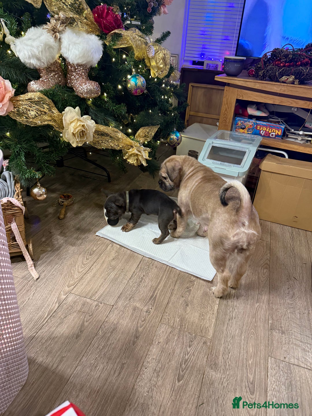 Mixed Breed dogs for sale: French bulldog cross puppies  - Advert 7