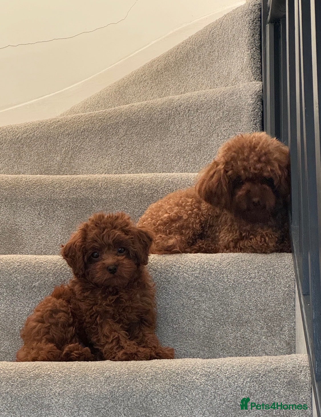 Poodle dogs Tiny boy teacup poodle  - Advert 10