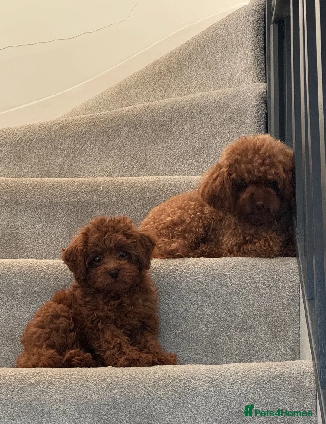 Poodle dogs for sale: Tiny boy teacup poodle  - Advert 1