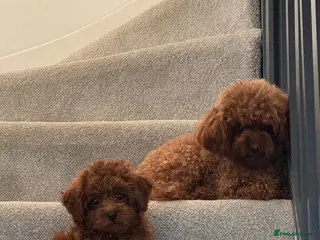 Poodle dogs Tiny boy teacup poodle - Advert 10