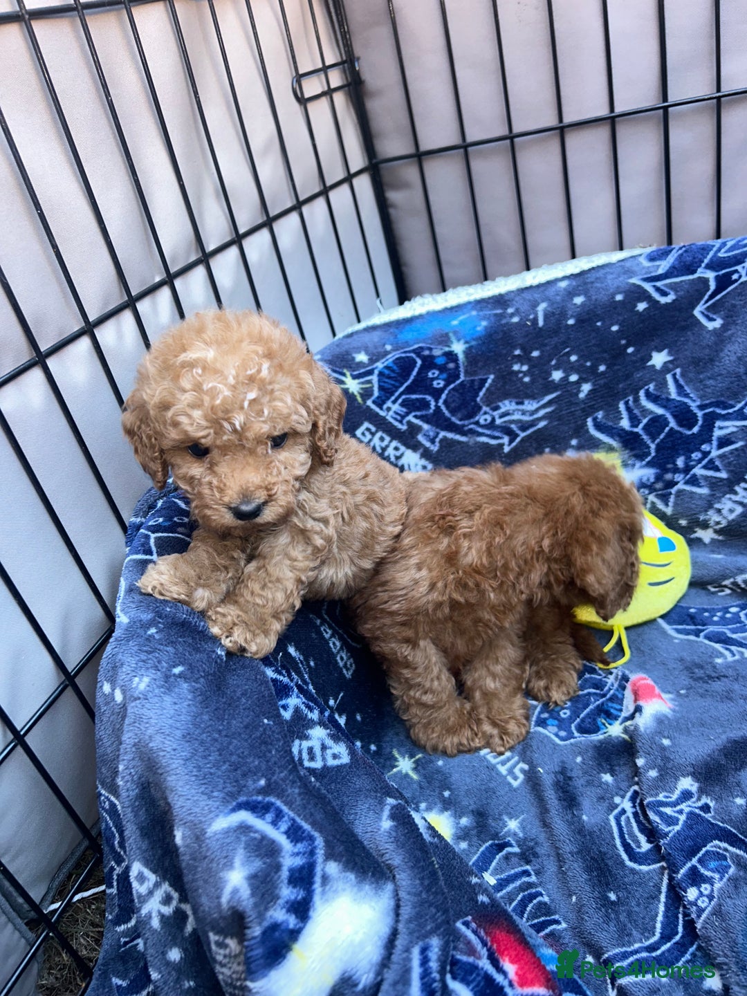 Cockapoo dogs for sale: 8 weeks old beautiful Cockapoo puppies  - Image 13